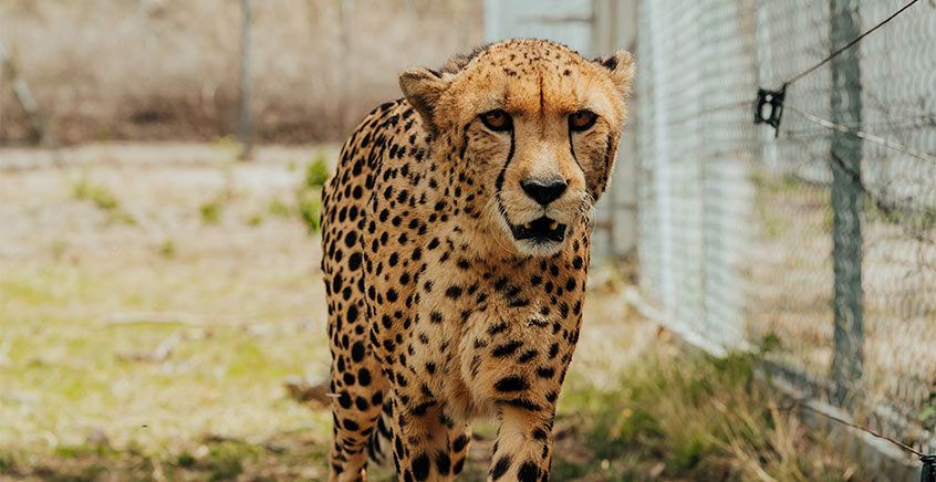 INTERACTION WITH CHEETAH - Casela