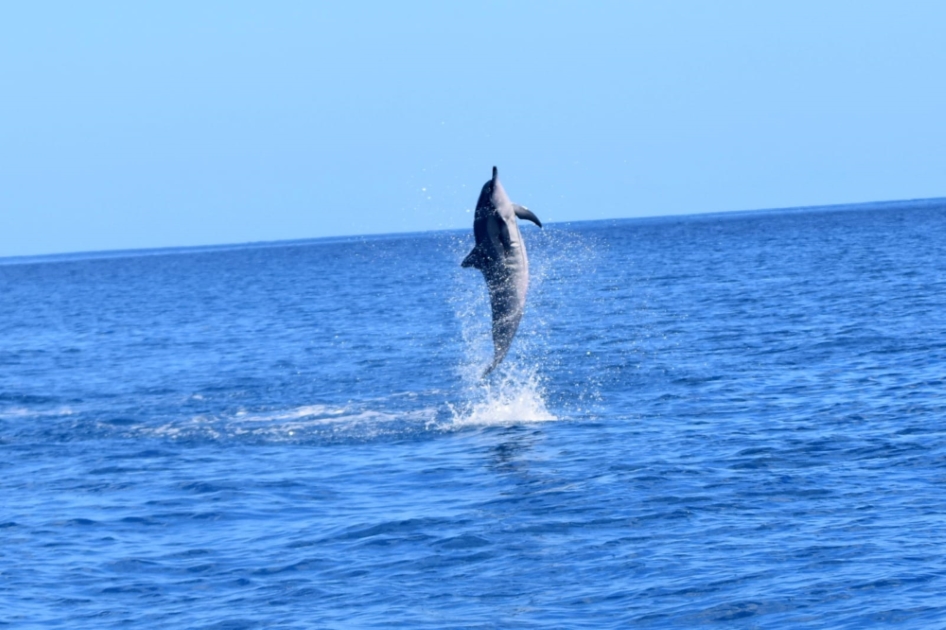 West Cruise - Full Day Swim with the dolphins