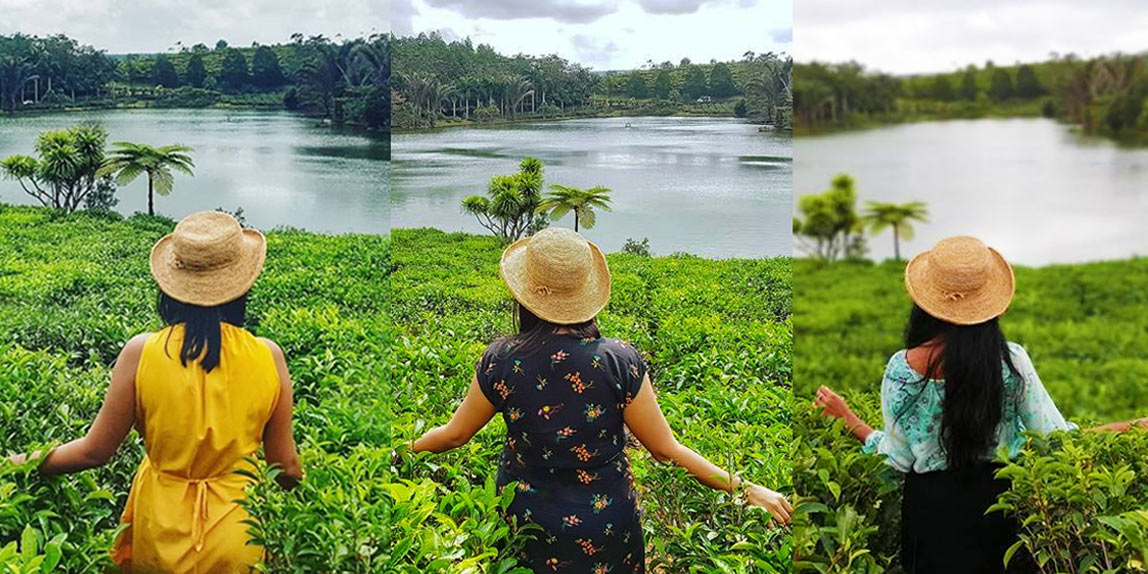 Tea Route Tour – A Journey Through Mauritius' Tea Heritage