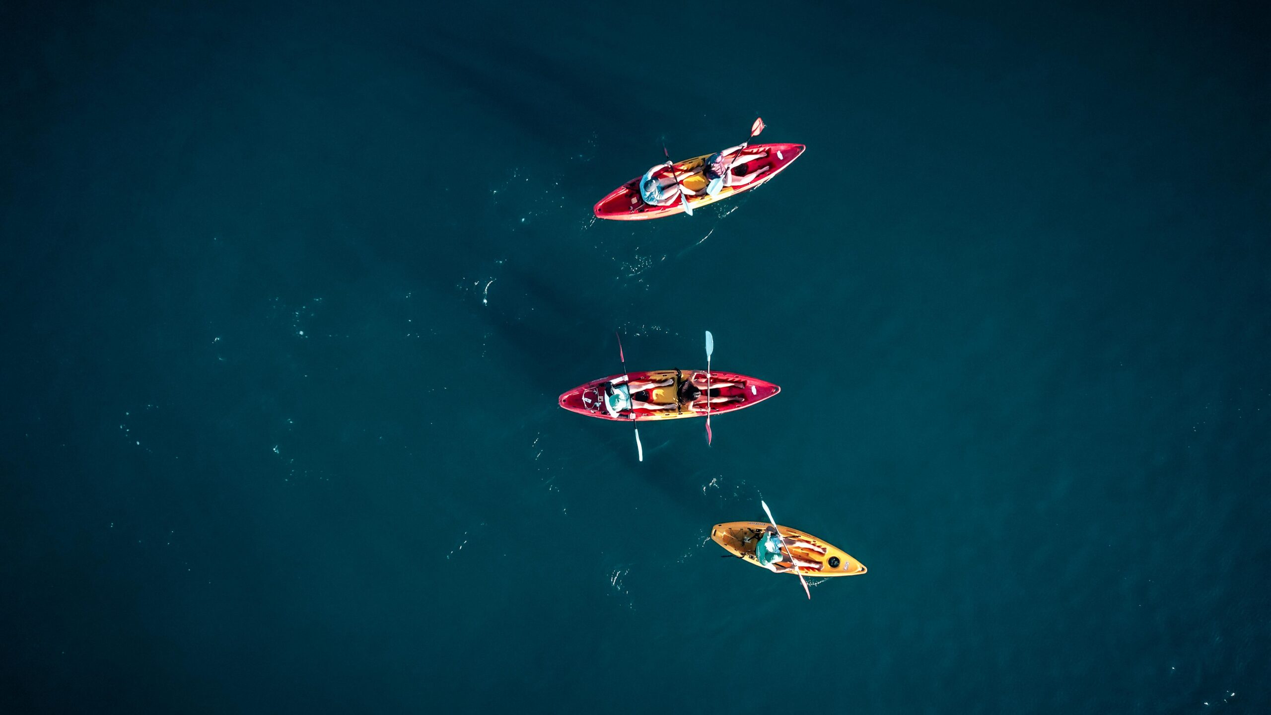 Kayak with Dolphins in Mauritius