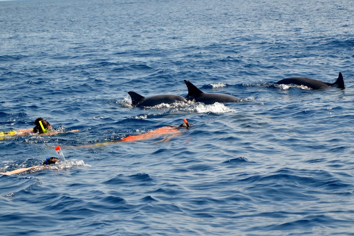 West Cruise  -  Full Day Swim with the Dolphins in Mauritius
